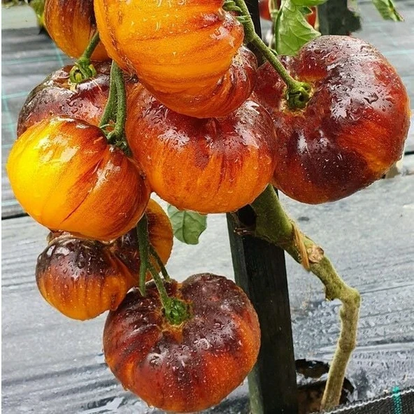 İri Etli Meyveli Wolverine Domates Tohumu (15 tohum) - Resim 2