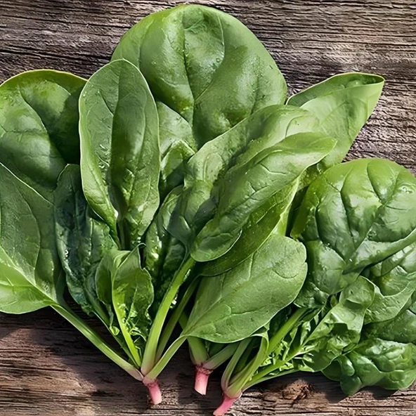 Ata Tohumları Geleneksel Geniş Yaprak Matador Ispanak Tohumu (100 tohum) ürün görseli