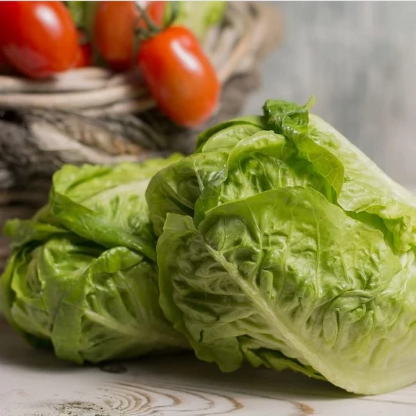 Geleneksel Tohumlar Doğal Sugar Leof Şeker Marul Tohumu(100 tohum)