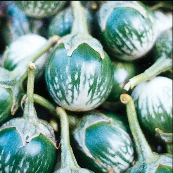 Kermit Thai Yeşil Patlıcan Tohumu (15 tohum) ürün görseli