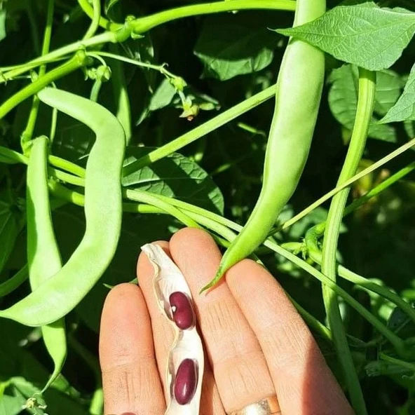 Geleneksel Ata Tohumları Kılçıksız Kınalı Ayşe Fasulye Tohumu (10 tohum) ürün görseli