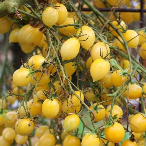 Barry's Crazy Cherry Sarı Çeri Domates Tohumu (15 tohum) ürün görseli