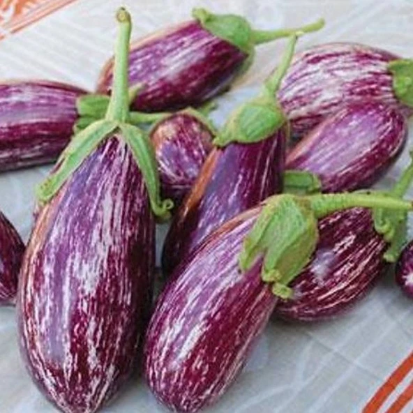 Ata Tohumları Geleneksel Az Çekirdekli Manisa Çizgili Patlıcan Tohumu (70 tohum)