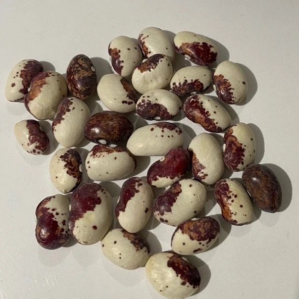 Geleneksel Ata Tohumları Sırık Cüce Fasulye Tohumu (10 tohum) ürün görseli