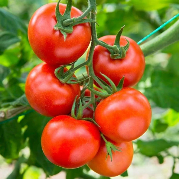 Traveller Salkım F1 Sırık Kahvaltılık Domates Tohumu (10 tohum) ürün görseli