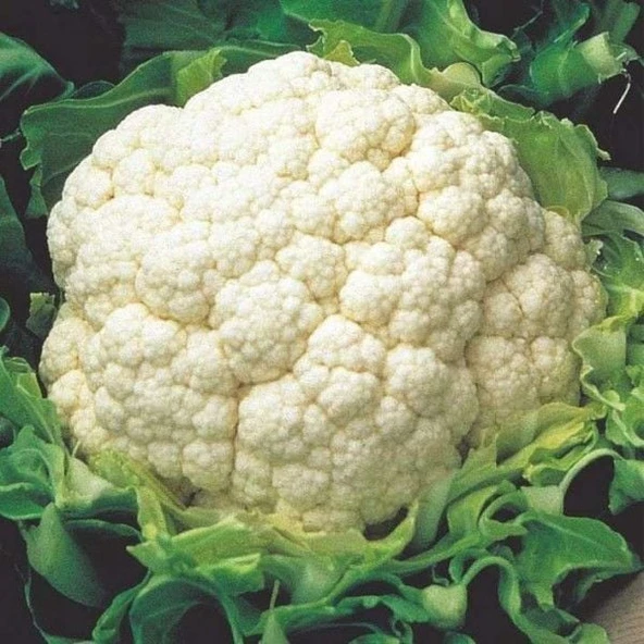 Ata Tohumları Geleneksel İgloo Karnabahar Tohumu (50 tohum) ürün görseli