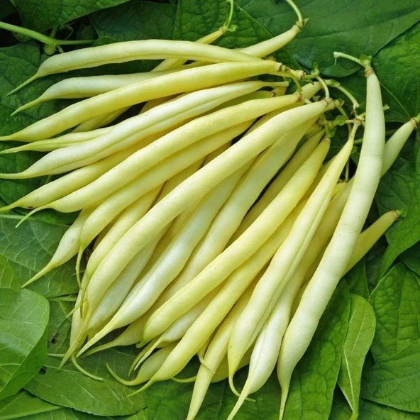 Ata Tohumları Hanımteni Çağlayan Sırık Turşuluk Beyaz Fasulye Tohumu (20 tohum) ürün görseli