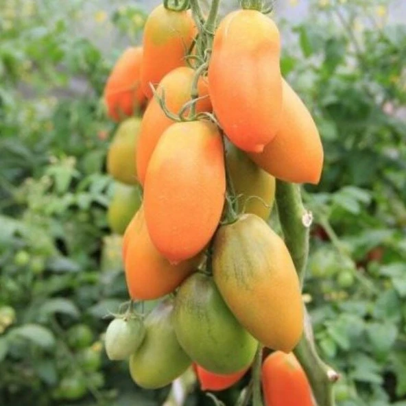 Nadir Basık Turuncu Chukloma Domates Tohumu (15 adet) ürün görseli