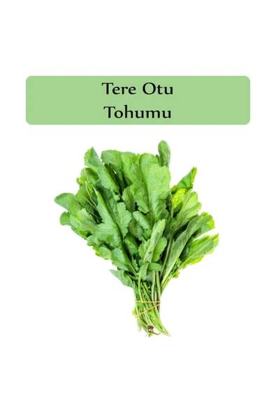 Tere Tohumu 1 Paket (10gr=5000+ Adet) Tere Otu Tohumu Geniş Yapraklı Tere - 4
