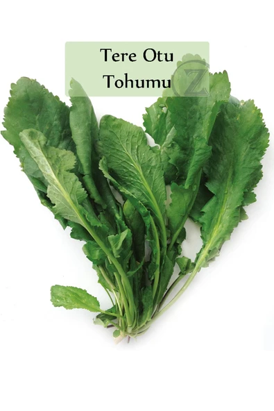 Tere Tohumu 1 Paket (10gr=5000+ Adet) Tere Otu Tohumu Geniş Yapraklı Tere - 3