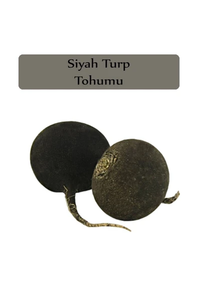 Siyah Turp Tohumu 1 Paket (10gr=1000+ Adet) Turp Tohumu Siyah - Resim 3