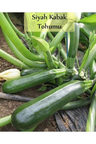 Siyah Kabak Tohumu 1 Paket (10gr=100+ Adet) Kabak Tohumu Siyah ürün görseli