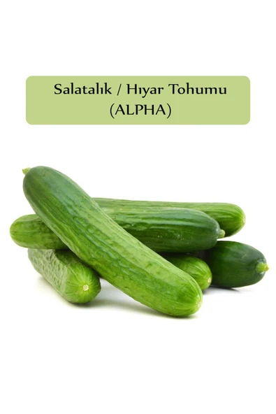 Salatalık Tohumu Beith Alpha 1 Paket Hıyar Tohumu Ekmeye Uygun Yüksek Verimli Paket Tohum Salatalık - Resim 2