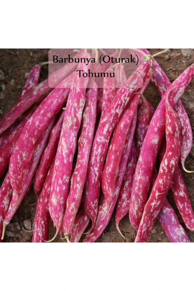 Barbunya Tohumu 1 Paket Barbunya Fasulyesi Tohumu Kapalı Paket Tohum Barbunye Ekmelik - 2
