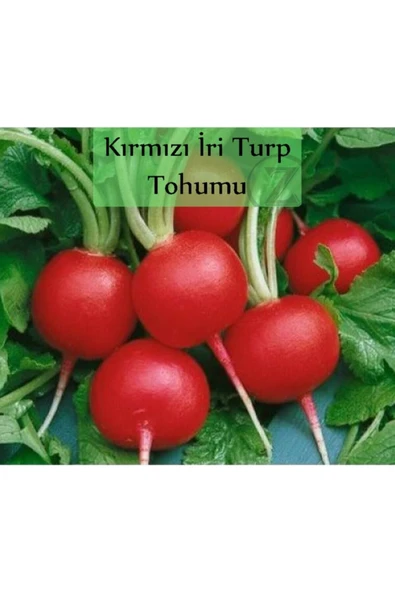 Kırmızı Turp Tohumu 1 Paket (10gr=1000+ Adet) Kırmızı Iri Turp Tohumu Erkenci Ege ürün görseli