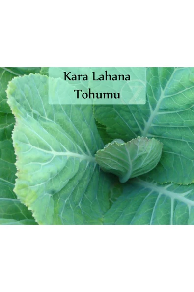 Kara Lahana Tohumu 1 Paket (10gr=2000+ Adet) Karadeniz Lahana Tohumu - 2