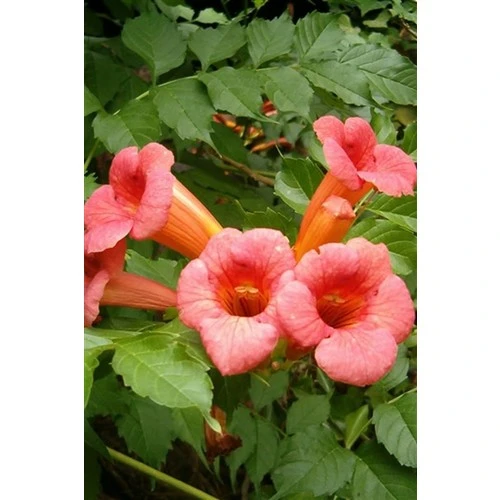 Turuncu Acem Borusu Fidanı 40-80 cm Orange Persian Horn Sapling ürün görseli