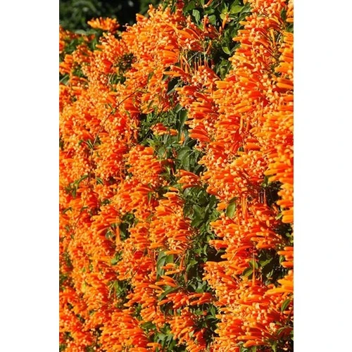 Turuncu Acem Borusu Fidanı 40-80 cm Orange Persian Horn Sapling - Resim 2
