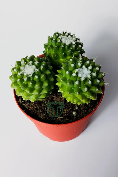 Mammillaria Polythele İnermis dikensiz kaktüs 3 adet