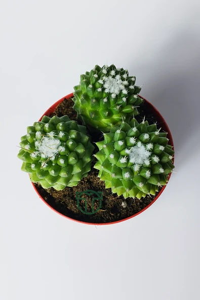 Mammillaria Polythele İnermis dikensiz kaktüs 3 adet - 2