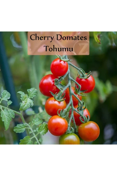 Çeri Domates Tohumu 1 Paket Cherry Domates Salkım Domates Tohumu Yüksek Verim Ekmek Için Sebze Tohum - 1