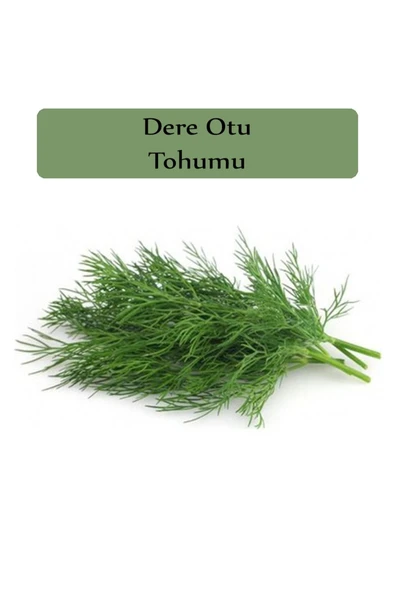 Dere Otu Tohumu 1 Paket (10gr=5000+ Adet) Gönen Dere Otu Tohumu - 2