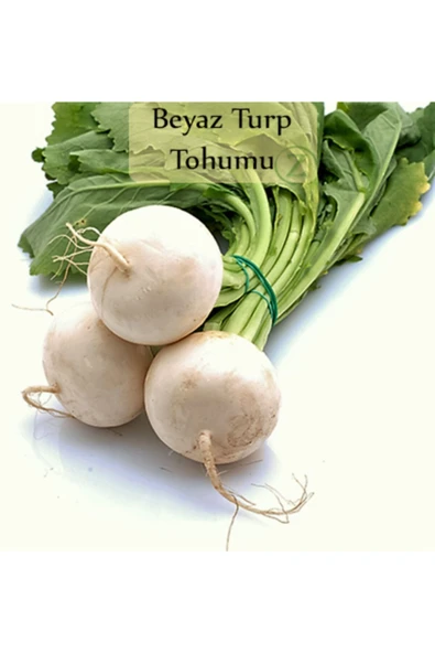Beyaz Turp Tohumu 1 Paket (10gr=1000+ Adet) Turp Tohumu