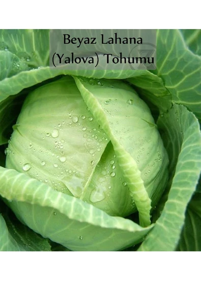 Beyaz Lahana Tohumu 1 Paket Lahana Tohumu Yalova 1 Kapalı Paket Verimli Tohum ürün görseli