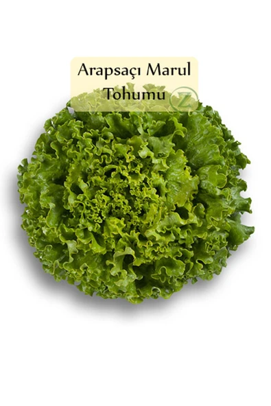 Arapsaçı Marul Tohumu 1 Paket (10 Gr=5000+ Adet) Kıvırcık Marul Tohumu Arap Saçı