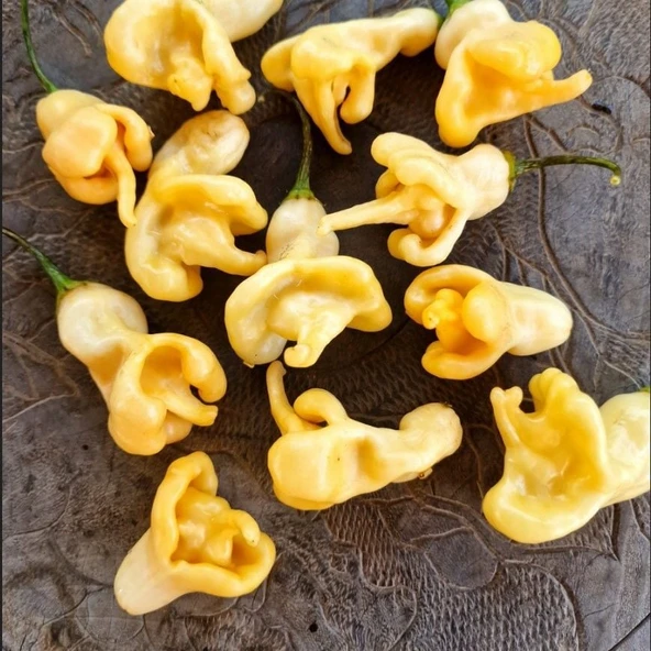 Ata Tohum Geleneksel Aji Confision Biber Tohumu (10 Tohum)