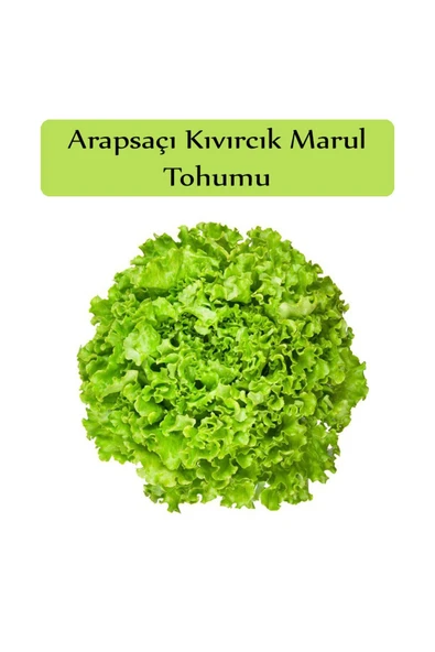 Arapsaçı Marul Tohumu 1 Paket (10 Gr=5000+ Adet) Kıvırcık Marul Tohumu Arap Saçı - 2