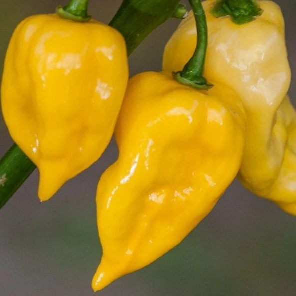 Nadir Ata Tohum Geleneksel Pİ439424 Acı Biber Tohumu (10 Tohum)