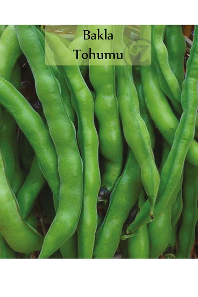 Bakla Tohumu 1 Paket (25 Gr=20+ Adet) Yerli Bakla Tohumu ürün görseli 1