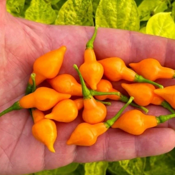 Nadir Ata Tohum Geleneksel Cabacinha Laranja Acı Biber Tohumu (10 Tohum)