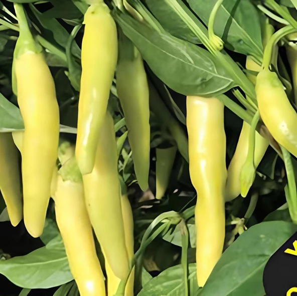 Geleneksel Yellow Stone Acı Biber Tohumu (50 tohum)