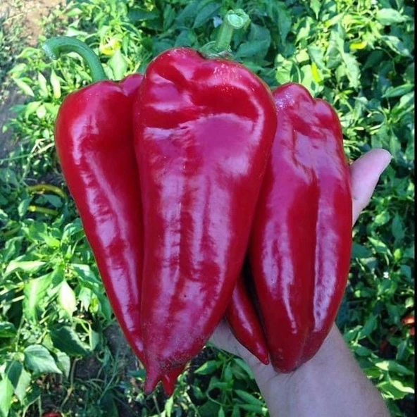 Geleneksel Ata Tohumu Salçalık Kızartmalık Tatlı Kırmızı Kapya Biberi Tohumu (70 Tohum) ürün görseli 1