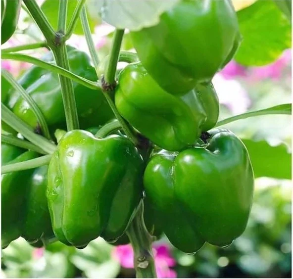 Geleneksel Kandil Dolmalık Biber Tohumu (70 Tohum) ürün görseli 1