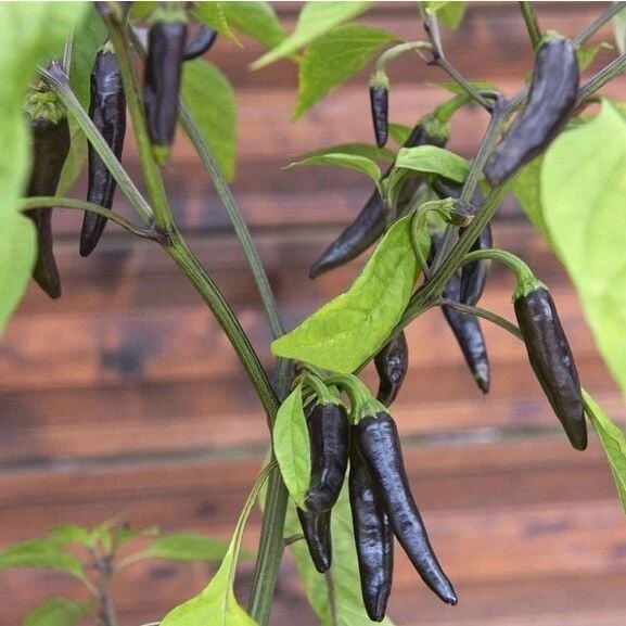 Uzun Siyah Acı Biber Tohumu (15 Tohum) ürün görseli 1