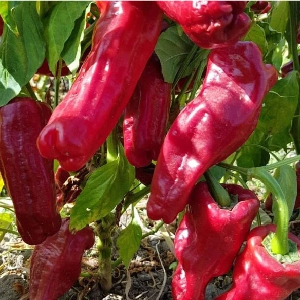 Kızartmalık Közlemelik Acı üç Urfa İsot Biber Tohumu (50 tohum) ürün görseli 1