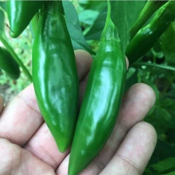 Geleneksel Ata Tohum Doğal Tombul Acı Balık Biber Tohumu (20 Tohum)