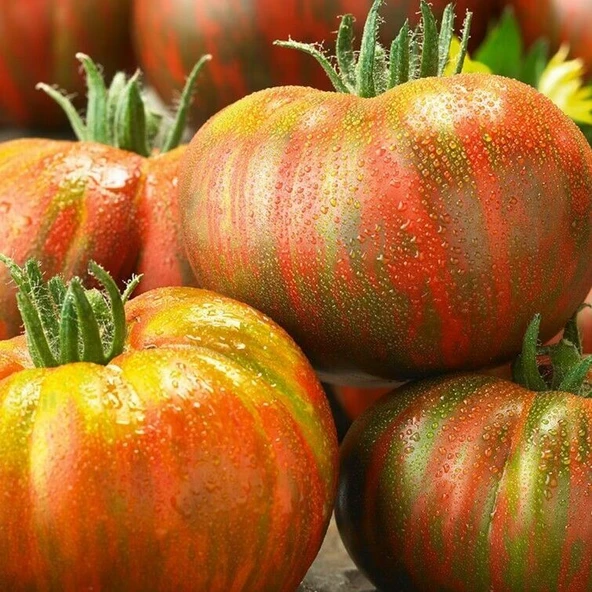 Çizgili Berkeley Tie Dye Domates Tohumu (15 tohum) ürün görseli 1