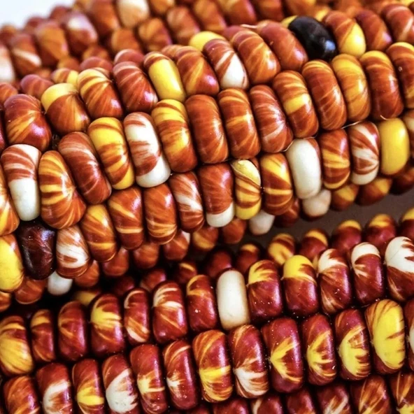 Ata Tohum Geleneksel Montana Sunburst Mısır Tohumu(10 tohum) ürün görseli 1