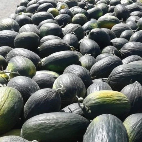 Ata Tohum Geleneksel Karabey Siyah Kışlık Kavun Tohumu (20 tohum)