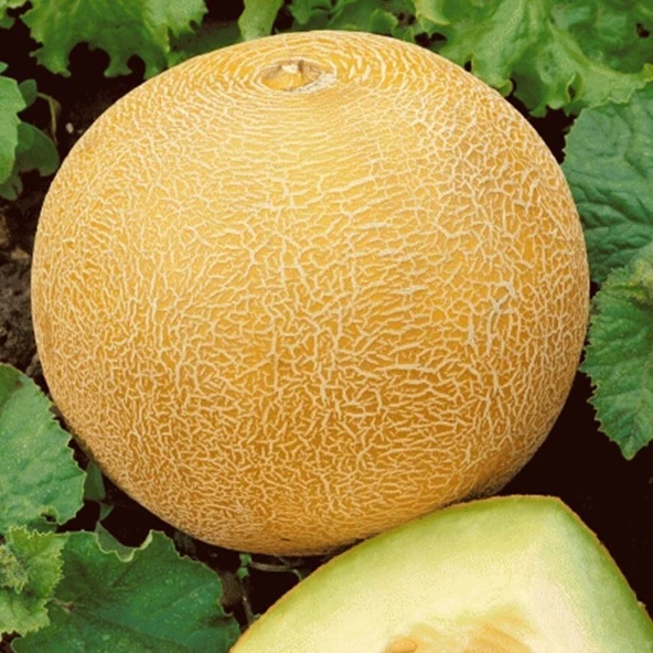 Geleneksel Tohumları Kokulu Ananas Kavun Tohumu Gali Tipi (20 tohum)