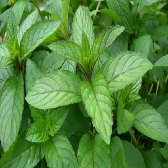 Geleneksel Kokulu Anadolu Nanesi Tohumu (100 Tohum) ürün görseli 1