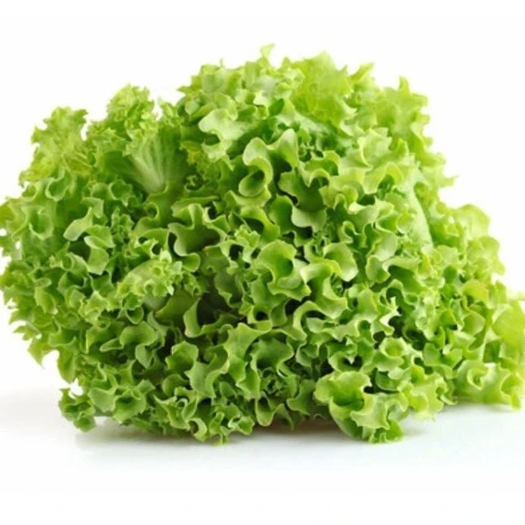 Geleneksel Soğuğa Dayanıklı Curly Kışlık Yeşil Kıvırcık Marul Tohumu (100tohum) ürün görseli 1