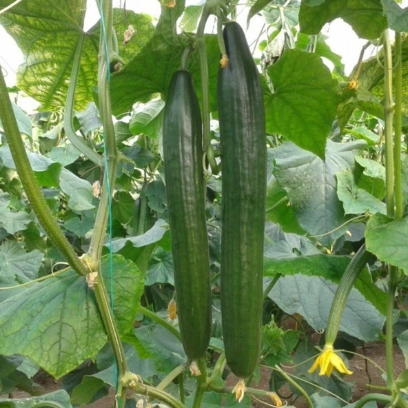 Sırık Langa Uzun Meyveli Salatalık Hıyar Tohumu (5 Tohum) ürün görseli 1