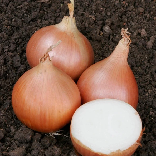 Geleneksel Tohumları Erkenci Teksas Grano Soğan Tohumu(50 tohum) ürün görseli 1