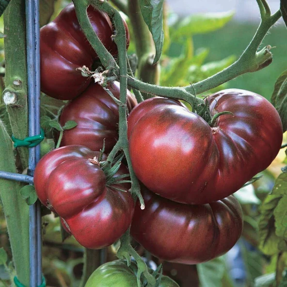 İri Etli Black Krim Domates Tohumu (15 tohum)