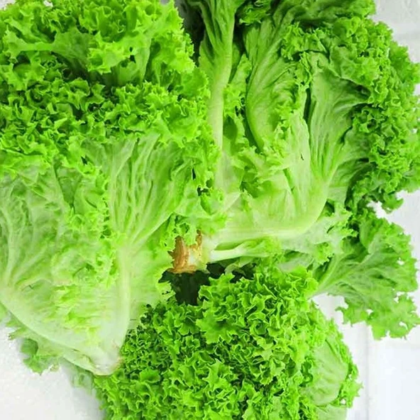 Geleneksel Soğuğa Dayanıklı Big Bag Yeşil Kıvırcık Marul Tohumu (100tohum)